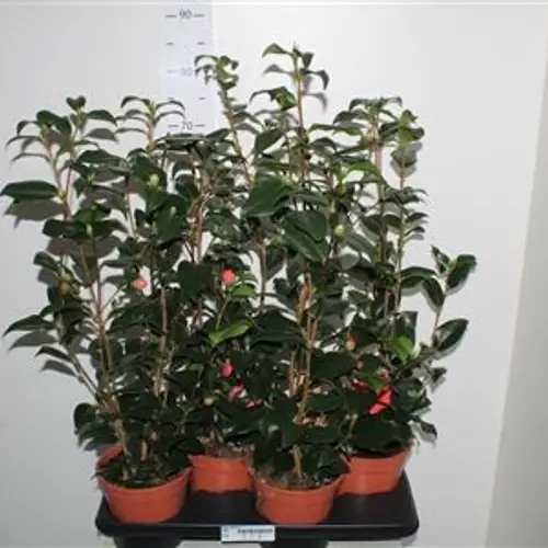 Camelia Japonica Schnapchen T17 H055