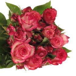 Rosa Freiland pink Paloma 50cm 3+Blüte