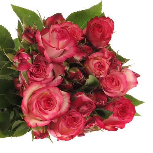 Rosa Freiland pink Paloma 50cm 3+Blüte