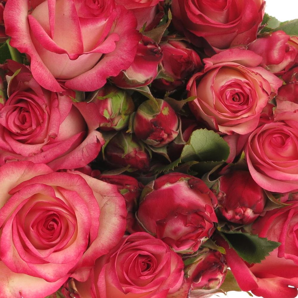 Rosa Freiland pink Paloma 50cm 3+Blüte