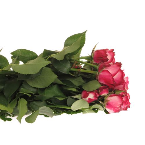 Rosa Freiland pink Paloma 50cm 3+Blüte