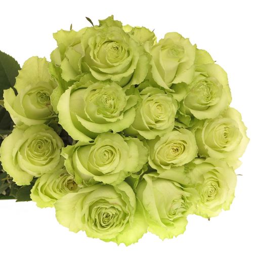 Rose grün Lemonade (Ec) 70cm