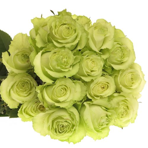 Rose grün Lemonade (Ec) 70cm