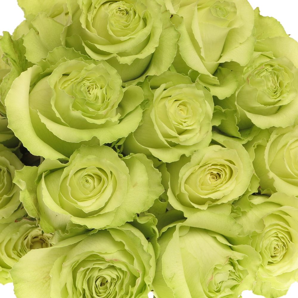 Rose grün Lemonade (Ec) 70cm