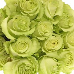 Rose grün Lemonade (Ec) 70cm