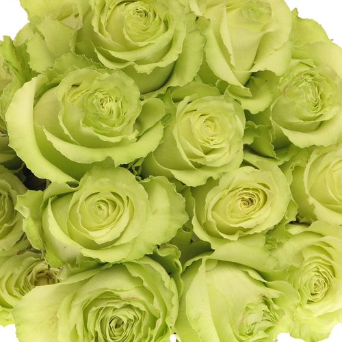 Rose grün Lemonade (Ec) 70cm