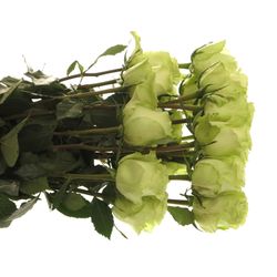 Rose grün Lemonade (Ec) 70cm