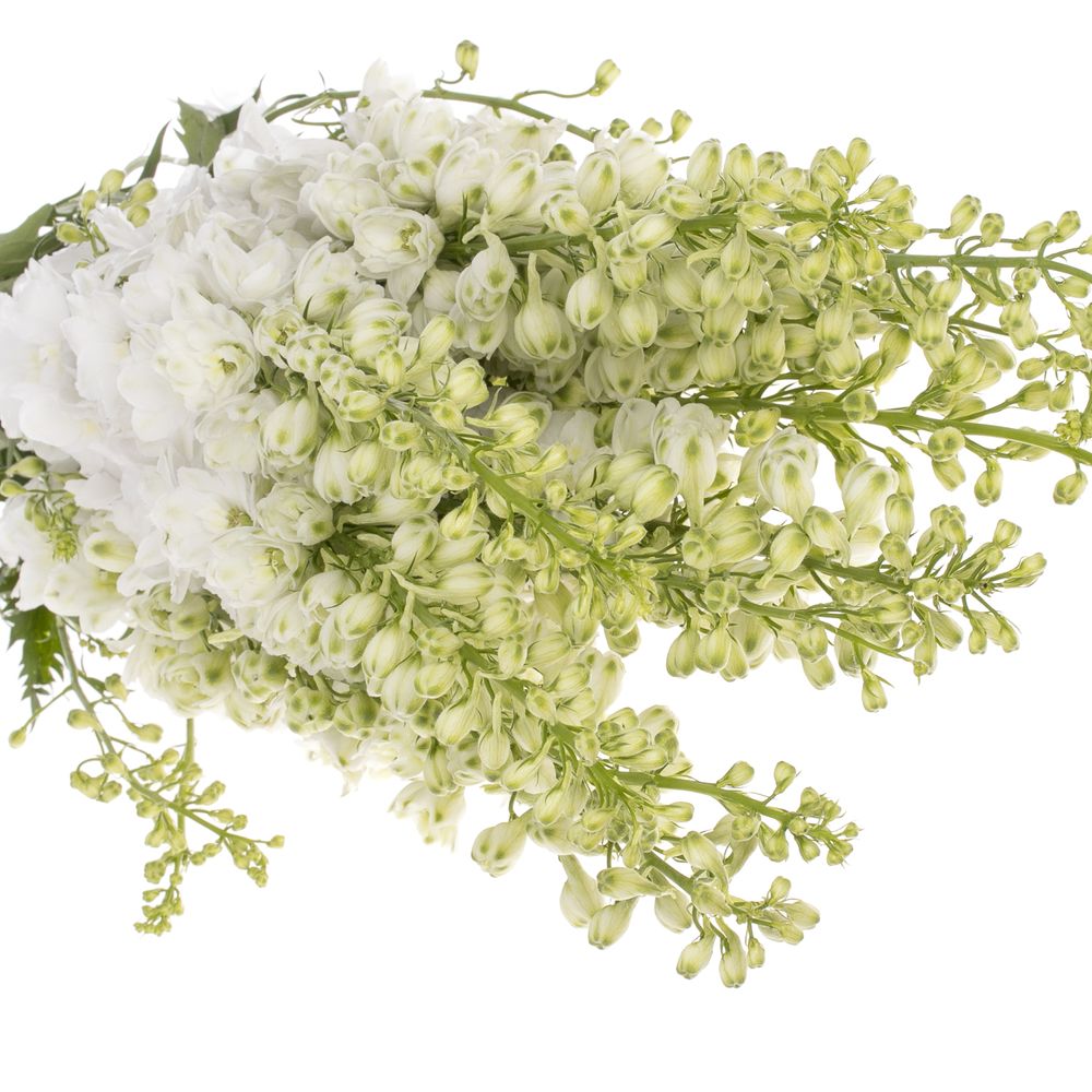 Delphinium weiss Aurora 90cm