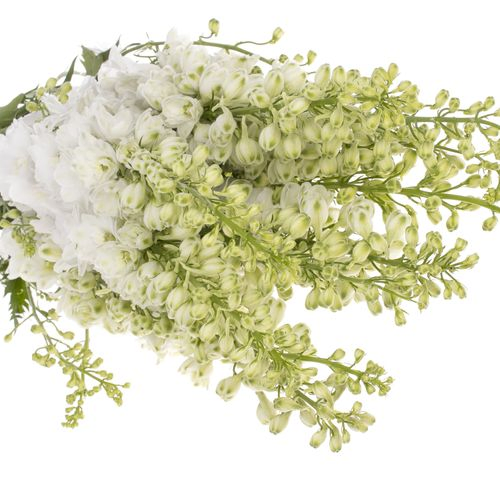 Delphinium weiss Aurora 90cm