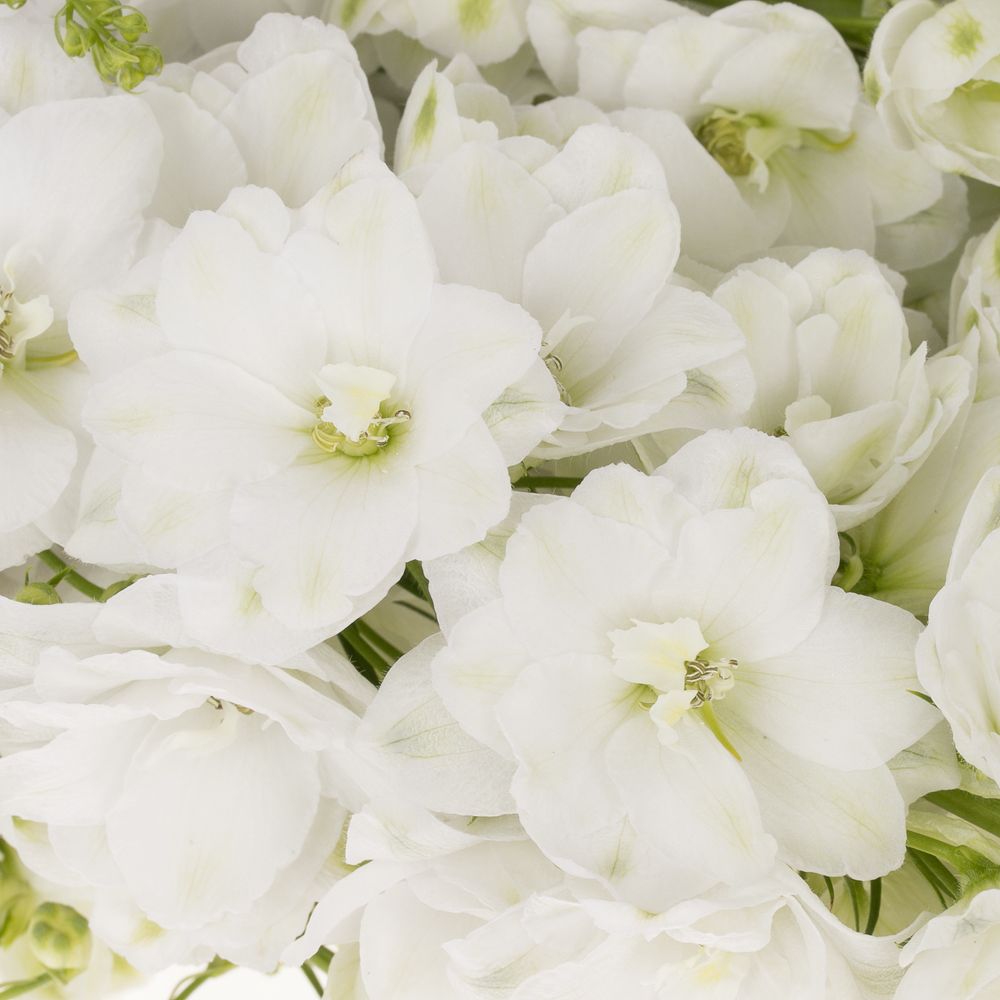 Delphinium weiss Aurora 90cm