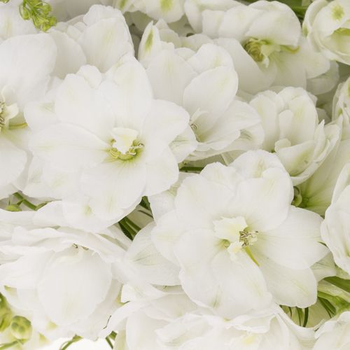Delphinium weiss Aurora 90cm