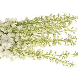 Delphinium weiss Aurora 90cm