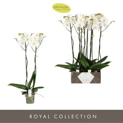 Phal.2-R weiss Bijoux Moonstone T15 H090