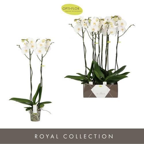 Phal.2-R weiss Bijoux Moonstone T15 H090