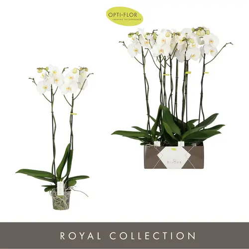 Phal.2-R weiss Bijoux Moonstone T15 H090