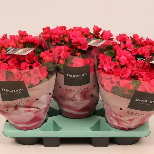 Begonia Betulia Bright Pink T19 H035