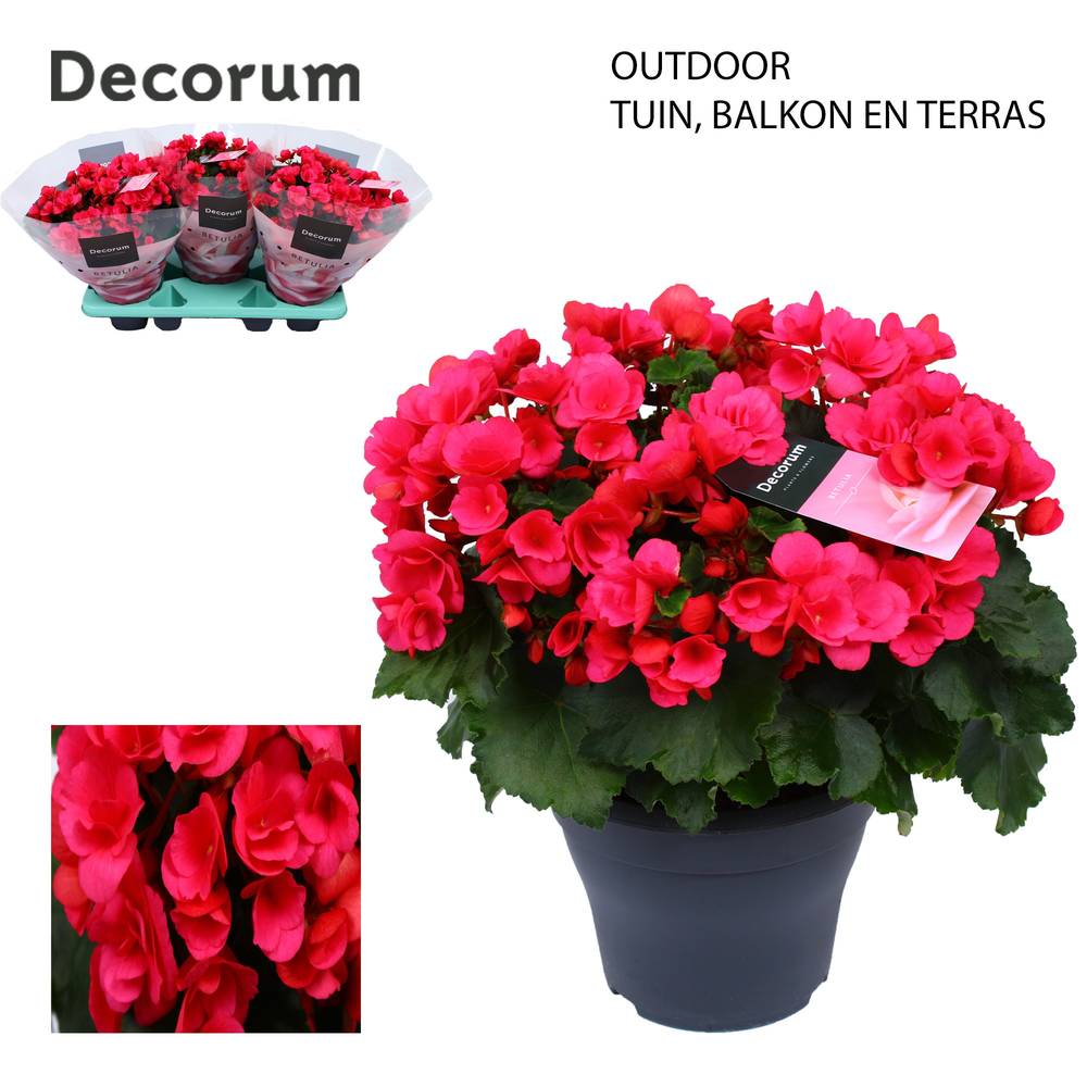 Begonie fuchsia Garten Pink T19 H035