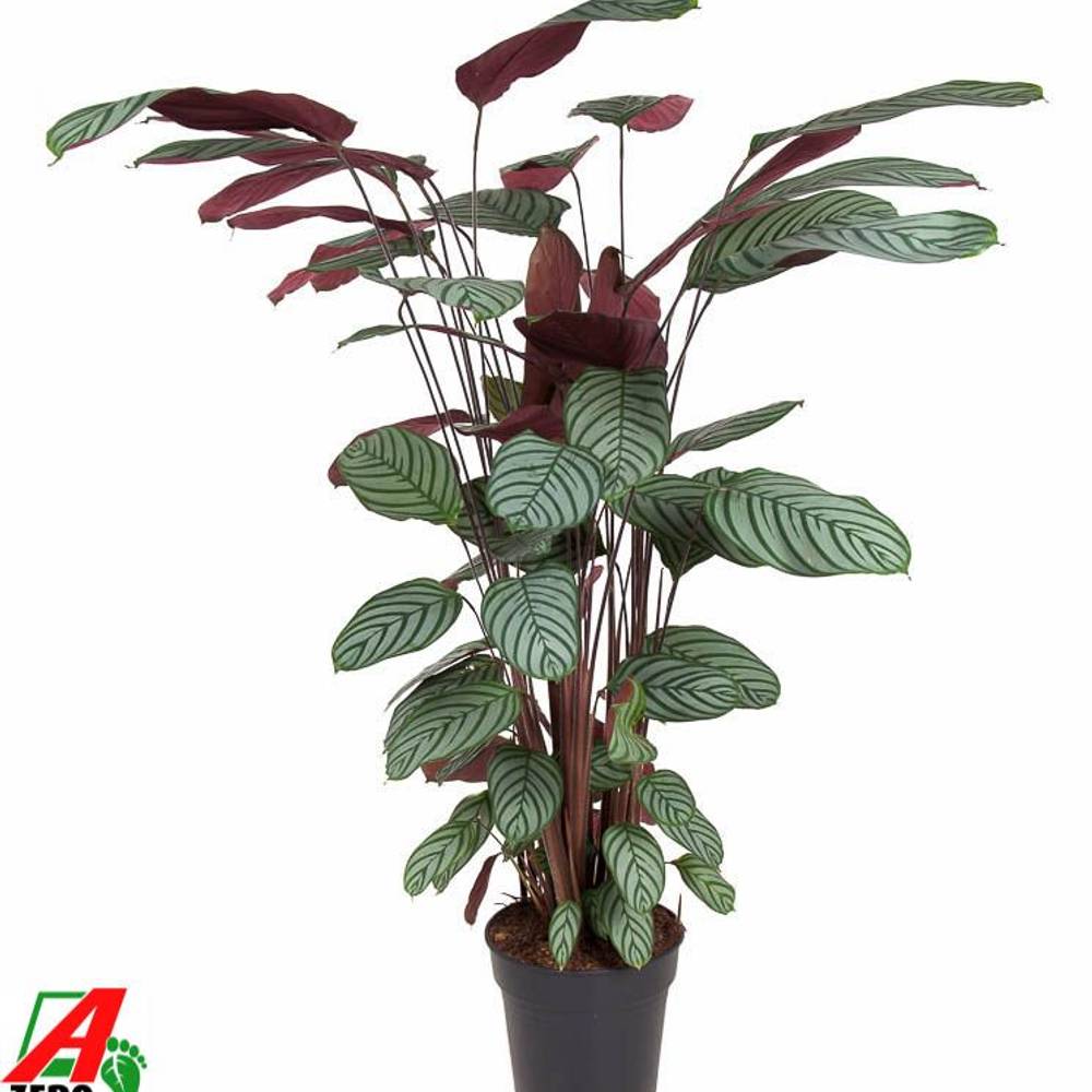 Calathea Oppenheimiana T27 H130