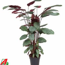 Calathea Oppenheimiana T27 H130