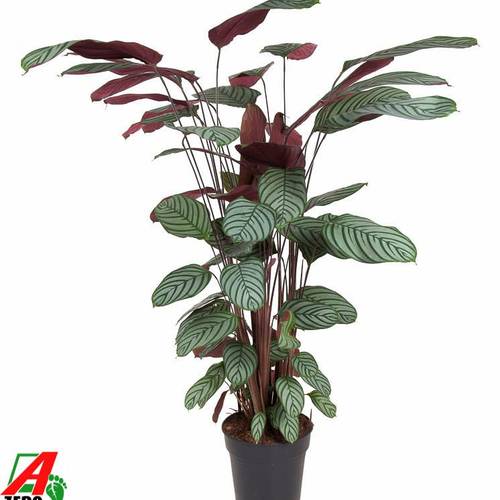 Calathea Oppenheimiana T27 H130