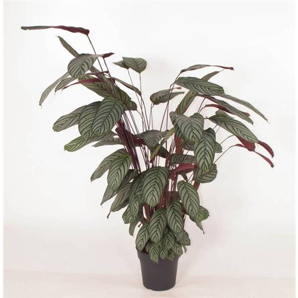 Calathea Oppenheimiana T27 H130