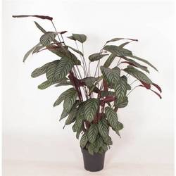 Calathea Oppenheimiana T27 H130