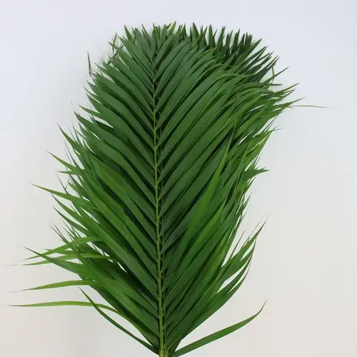 Cane Palm 100cm