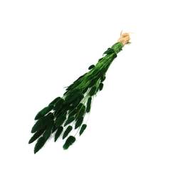 Trocken Lagurus dunkelgrün L60cm 50gr
