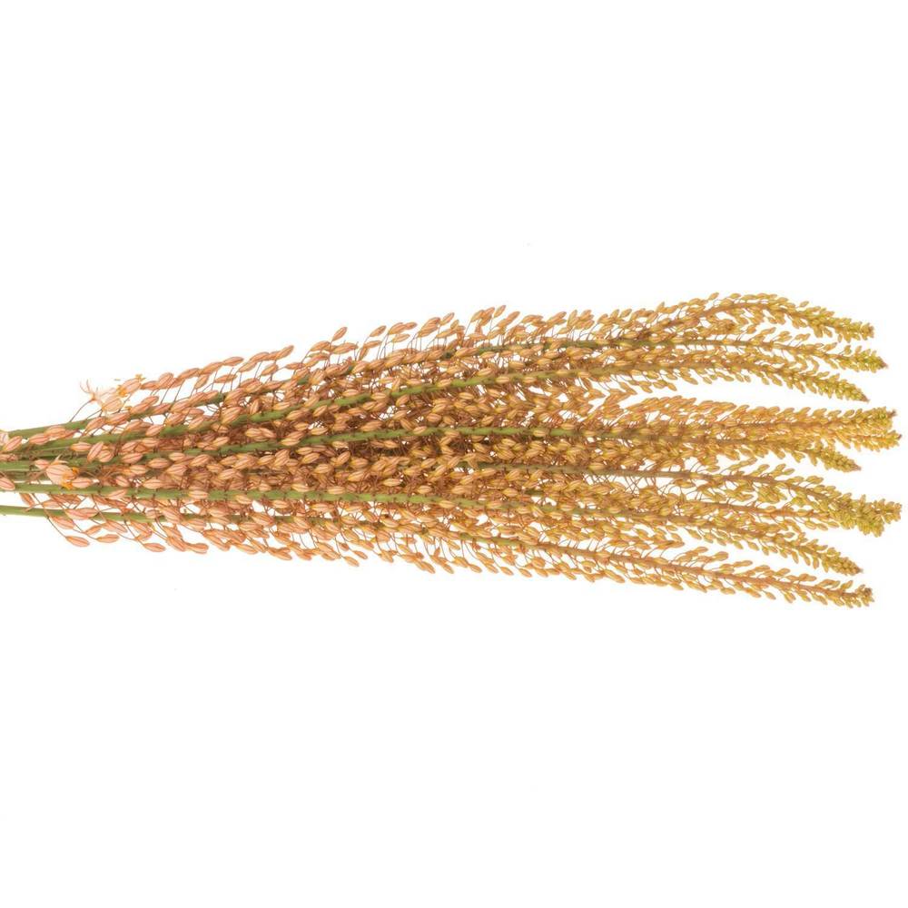 Eremurus rosa Pink floyd 80cm