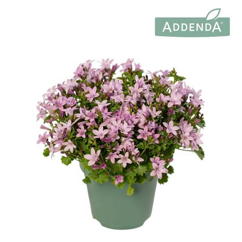 Campanula lila Ambella Pink T12 H017
