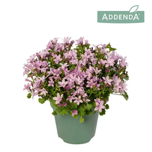 Campanula lila Ambella Pink T12 H017