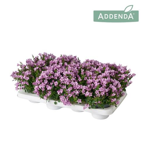 Campanula lila Ambella Pink T12 H017