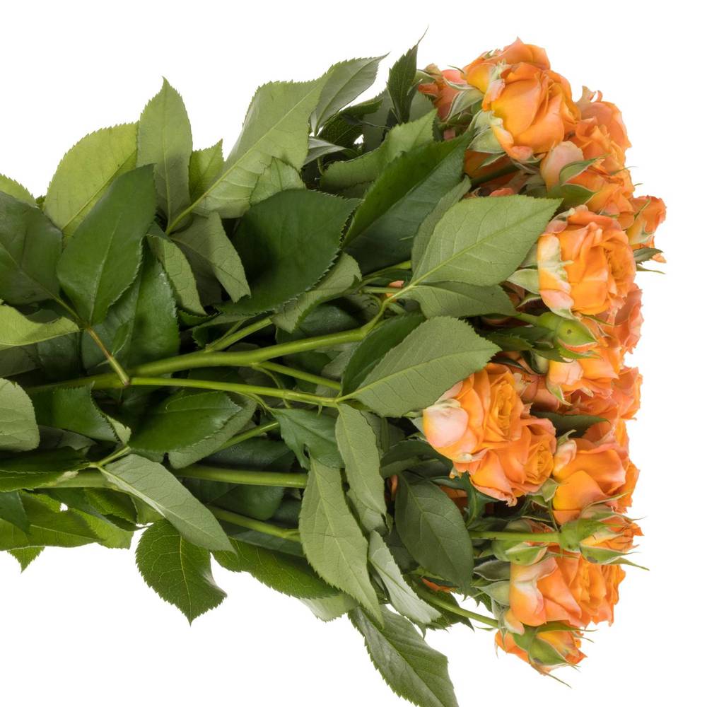 Rose verzweigt orange Coral Bubbles 5+Blüte 60cm