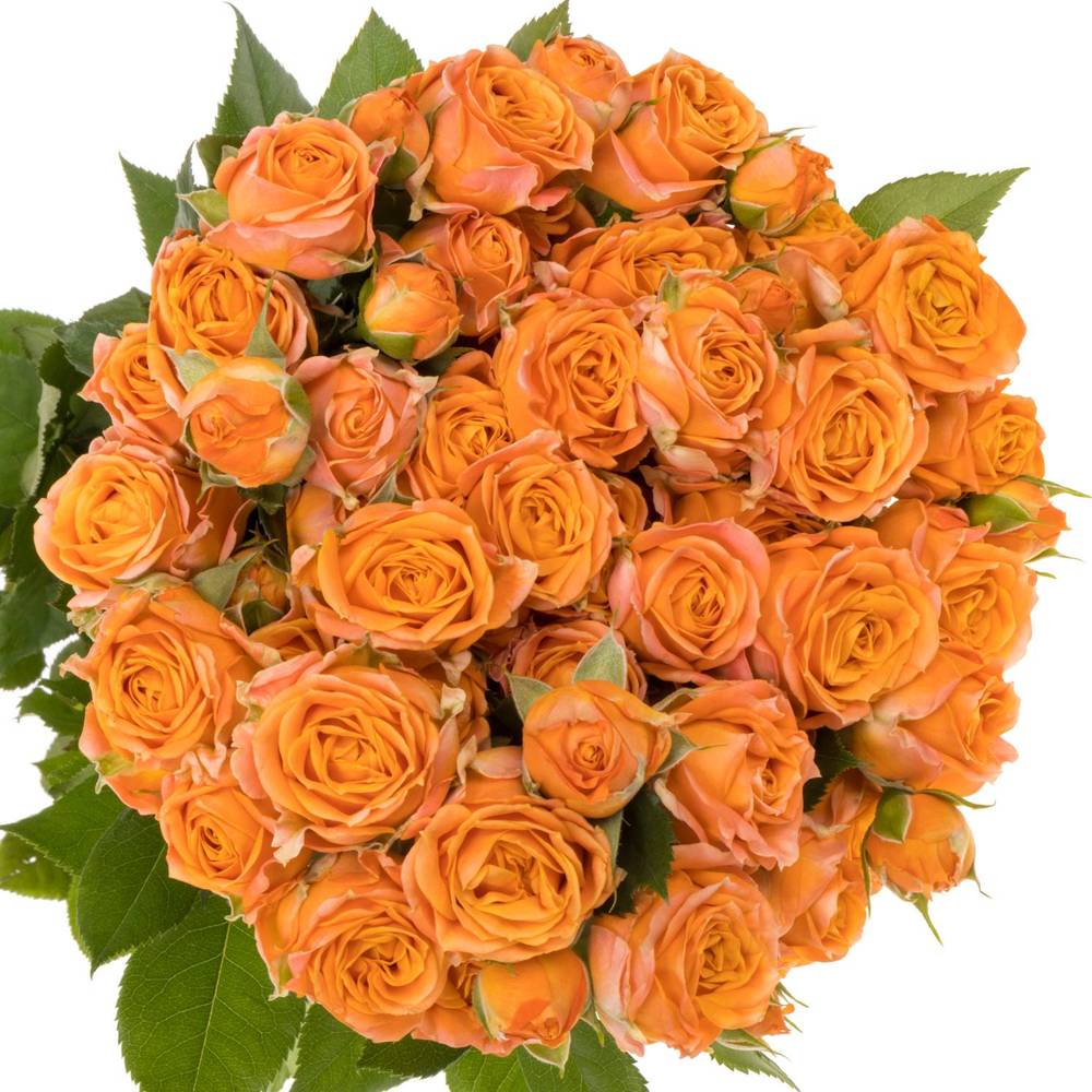 Rose verzweigt orange Coral Bubbles 5+Blüte 60cm