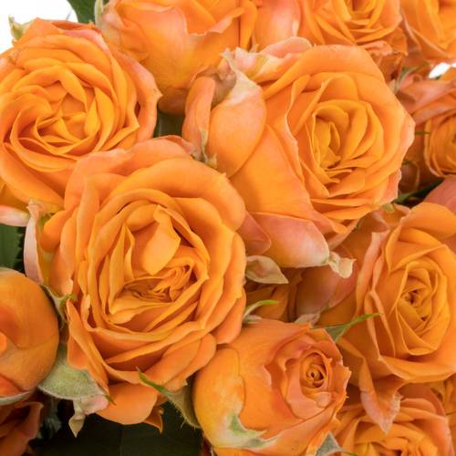 Rose verzweigt orange Coral Bubbles 5+Blüte 60cm