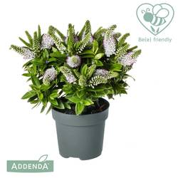 Hebe Addenda Donna weiss T17 H035