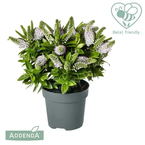 Hebe Addenda Donna weiss T17 H035