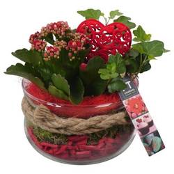 Kal.Arr PTVMG4901 T16 H021