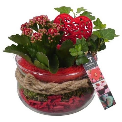 Kal.Arr PTVMG4901 T16 H021