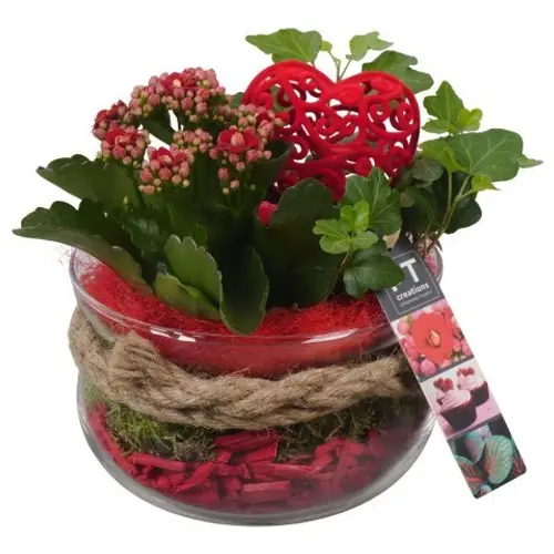 Kal.Arr PTVMG4901 T16 H021