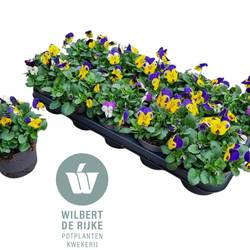 Hornveilchen mix Nice T12 H018