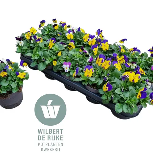Hornveilchen mix Nice T12 H018