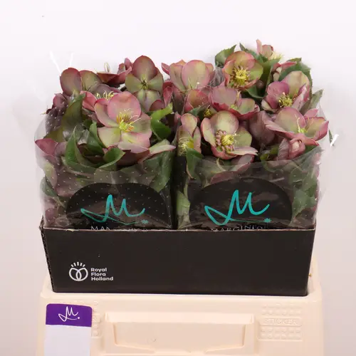 Helleborus hell grün/rosa Classic Grace 40cm