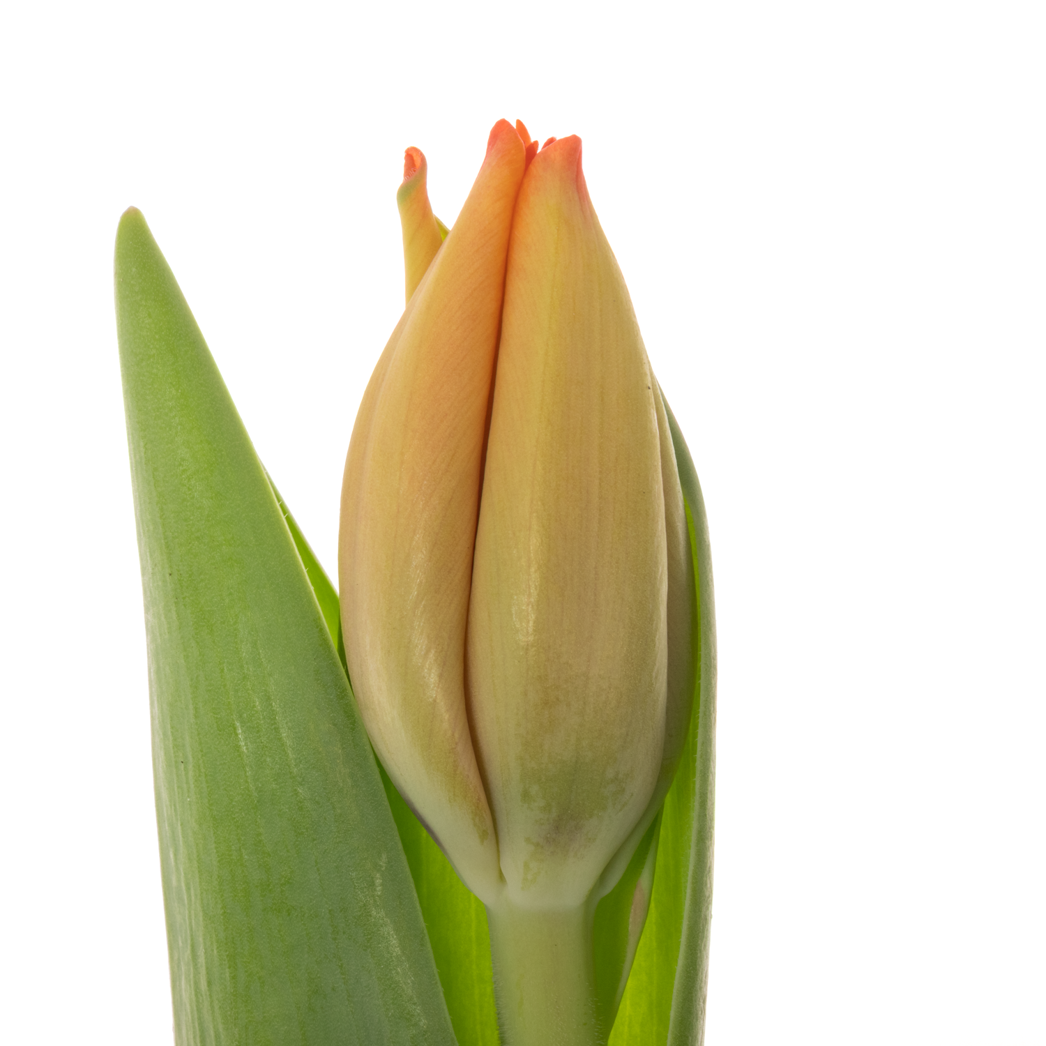 Tulpe orange Triple A 48 Gramm