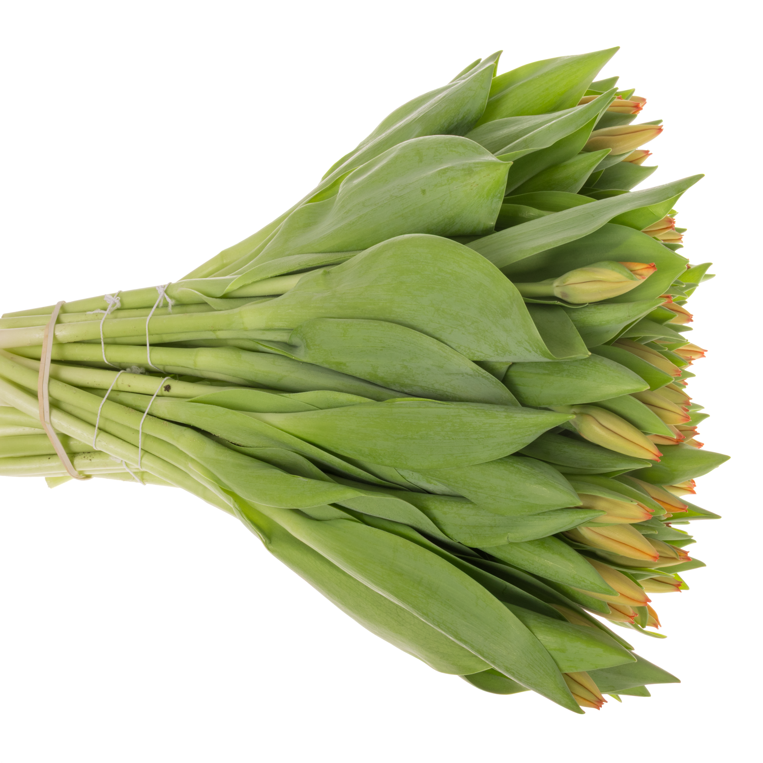 Tulpe orange Triple A 48 Gramm