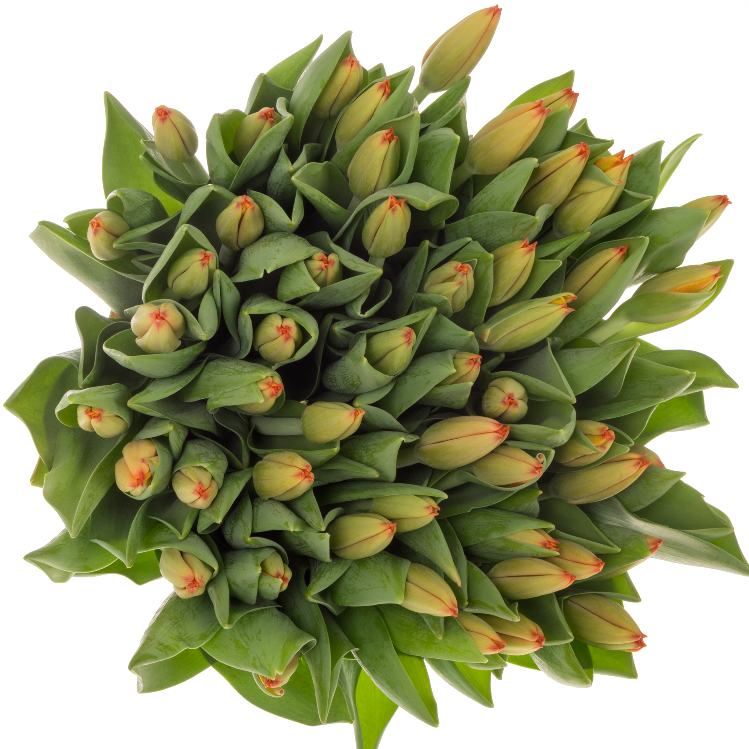 Tulpe orange Triple A 48 Gramm