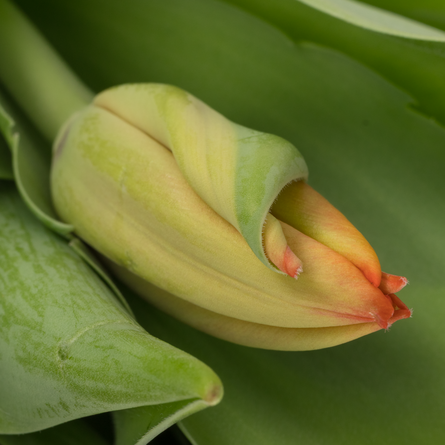 Tulpe orange Triple A 48 Gramm