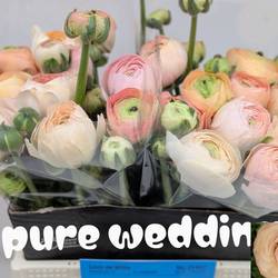 Ranunkel apricot-apricot Pure Wedding 60 Gramm 44cm