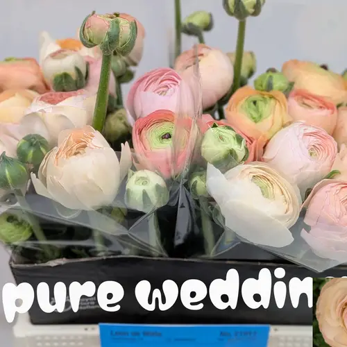 Ranunkel apricot-apricot Pure Wedding 60 Gramm 44cm