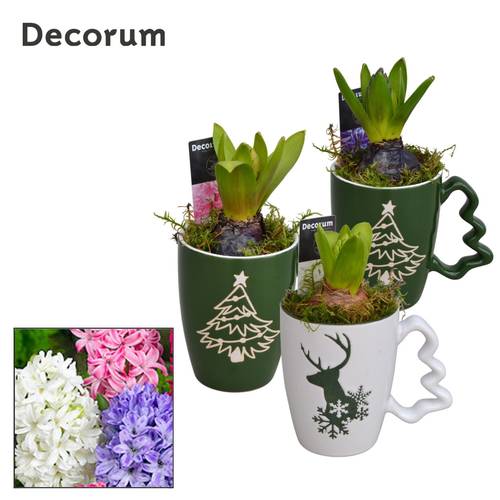 Hyac.Arr mix HL11312 Weihnachten T09 H018